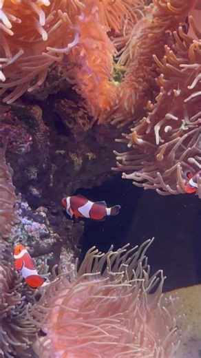 Georgia Aquarium - Downtown | Atlanta