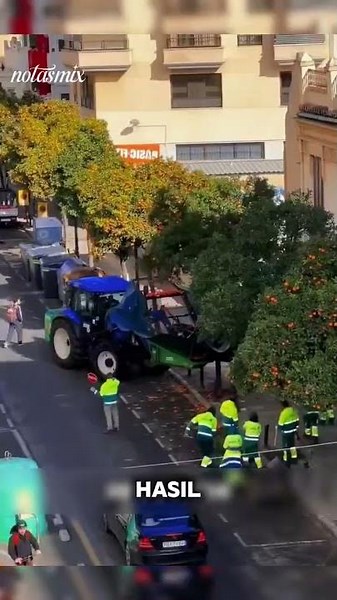 Jangan tertipu! jeruk yang memenuhi jalanan Valencia ini ternyata dilarang keras untuk dimakan