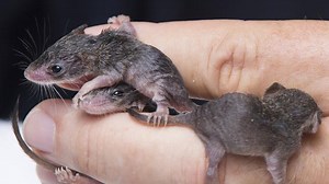Sex-crazed mammals driving themselves to extinction