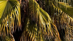 Free video - Palm Trees, Trees, Wind, Tropical