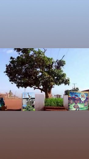 Secret About Okomfo Anokye 300 years cola tree which has been cut down by an unknown person 😳😳😳😳 | Stephen Karikari