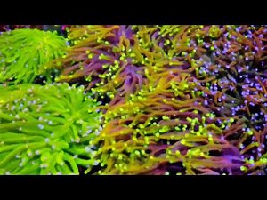 40% off Euphyllia at Pacific East Aquaculture