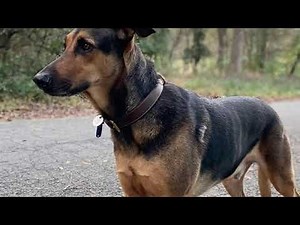 German Shepherd Doberman Mix Breed Facts