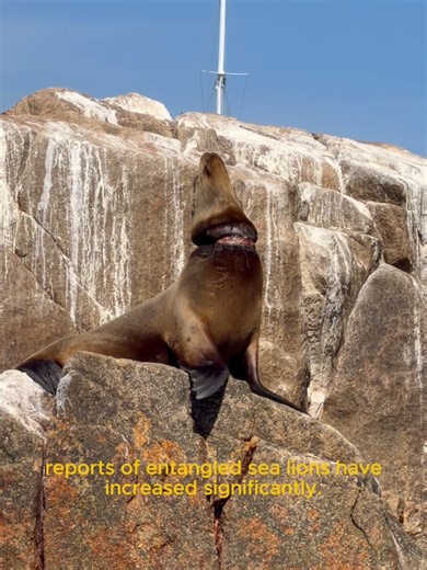 Otra vida salvada 🌊🦭 En las últimas semanas, los reportes de lobos marinos enmallados han aumentado. Este rescate cerca del Arco de Cabo San Lucas nos recuerda que nuestras acciones sí importan. Nunca tires basura al mar. Lo que abandonas puede costar una vida. #rescatemarino #vidamarina #lobomarino #loscabos #pancholoscabos #conservacionanimal #bajacaliforniasur