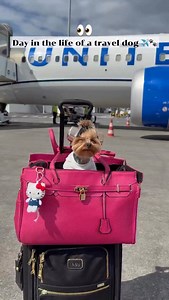 Emily’s secret? Her earmuffs keep her calm and comfy on every flight 🐾🎧 ✈️ Day in the life of a travel dog… 🎧 @petsear_usa If your pup could use the same peace and quiet, shop the earmuffs through the link in bio ❤️ #petsear #petsearpets #dogearmuffs #doghearingprotection #dogtravel #pettravel #jetsetdog #airplanedog #dogcomfort #dogsofinstagram #travelwithdogs #dogmomlife #yorkielife #luxurydog #dogparents #dogessentials #doggear #dogstyle #calmdog #happydog #doglove #petaccessories #petsear