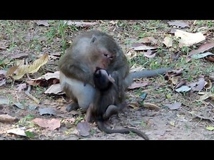 Very heartbreaking mom punishment on baby monkey too hurt by biting too hard
