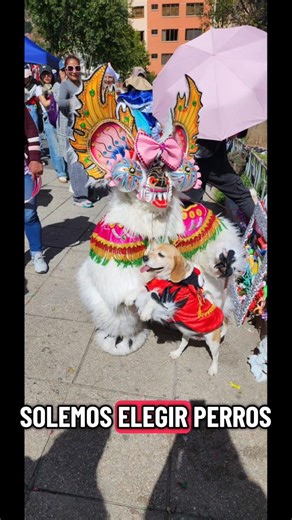 Dicen que tú eliges a tu perro 🥰🐶 #perros #beagle #fyp #tueliges #mascotas
