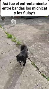 225K views · 5.3K reactions | Victor Manuel Rodriguez Gonzalez on Reels | Facebook