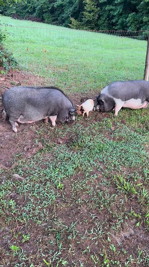 47K views · 1.3K reactions | They say “she’s a keeper”冀 #pig #farm #monkeyfamily | Our Life Adventures | Facebook