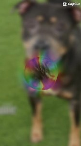 Looking for Rainy day plans? It’s Clear the Shelters with $20 adoptions (with approved application)! Every adoption includes spay/neuter, vaccines, microchip, and a pet license. We’ve got pups of every size ready to meet you—come find your new best friend today! Visit us at 5600 Banner Drive or browse available pets at leelostpets.com. #cleartheshelters | Lee County Domestic Animal Services