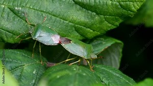 Green Shield Bug, Green Shieldbug, Palomena prasina - Copulations