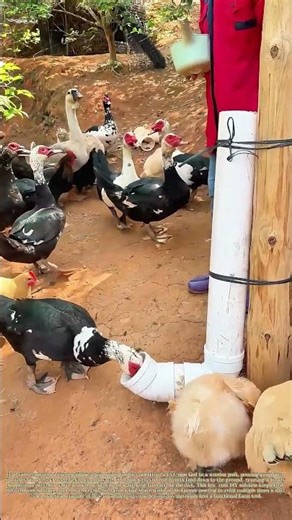 Building a Simple Feeder: How a Farmer Uses PVC Pipe to Feed Flocks