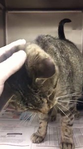 61 reactions · 44 shares | RESCUED BY LINDA'S MAGNIFICENT MUTTS!...