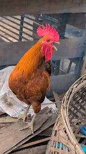 134K views · 1.6K reactions | The Rooster’s Response: Echoing the Hen’s Egg-Laying Call #roostercall | Sami Loft & FarmHouse | Facebook