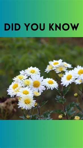 1.9K views | There are over 29,000 community gardens in the 100 largest U.S. cities | Local Food Movement | Facebook