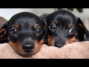 Family Diary- Puppies 7 weeks old.