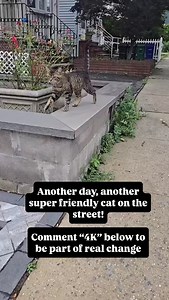 This is an everyday occurrence. Friendly unfixed cats all over NYC! Together we can make a real difference, so cats like this can get the care they need and find furever homes. We have an opportunity to purchase a building that will allow us to increase intake, offer spay neuter services and expand our dog program. All we need right now is 4k people to donate $100. We need everyone to like, comment, and share! Let’s get this in front of as many people as we can! Comment “4K” today to help us sav