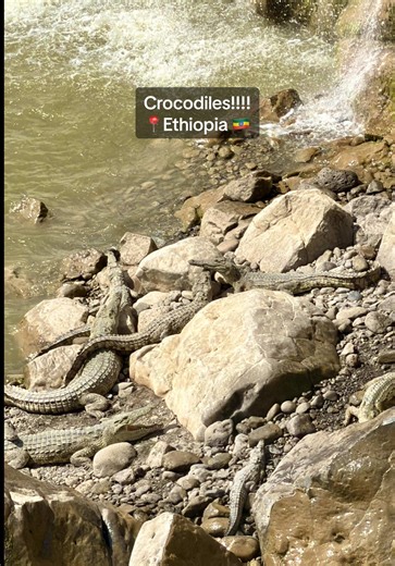 Exploring Awash National Park: The Crocodile Habitat
