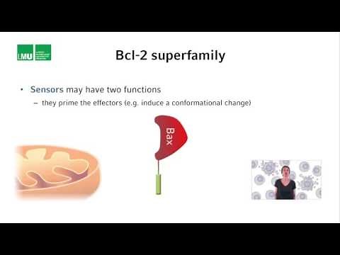 1 7 Lecture 6 The Bcl 2 superfamily 12 06