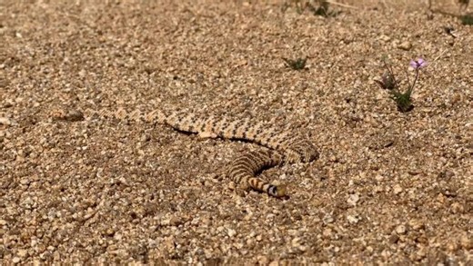 Coachella Valley on Reels