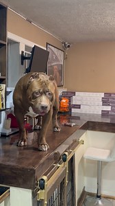 551K views · 10K reactions | This can’t be real life!!! what would you do if you walk into this? There is a dog on my counter not just a dog HULK is on the counter….someone’s gotta be messing with me 臘‍♂️ I have seen everything now  #reels #dog #viral | I am the HULK | Facebook