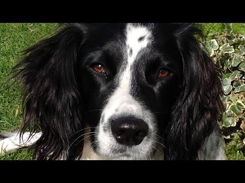 Why To Get An English Springer Spaniel
