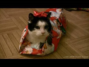 How to gift-wrap a cat for Christmas