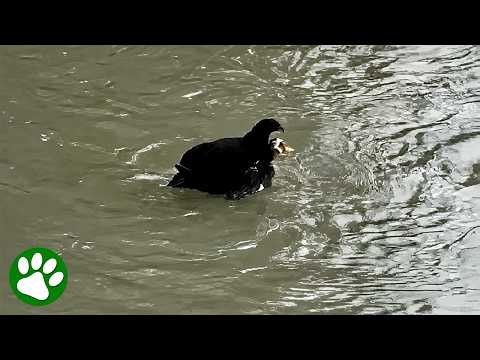 Proof That Animals Have Hearts: Duck Rescues Companion in Flood