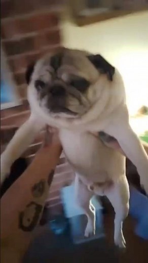 Spinning pug #youspinmerightround