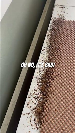 Bed bug infestation under a mattress. It’s bad!