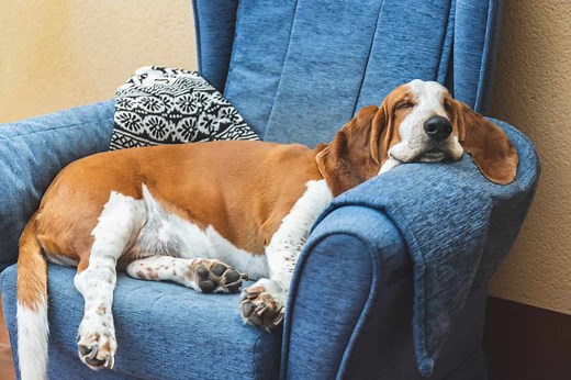 Basset Hound Lifespan: How Long Do These Lovable Pups Live?