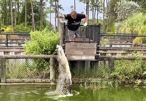 TO GET YOUR OWN DINGO MERCH https://bit.ly/dingosmerch TO JOIN ME IN AFRICA on our volunteer program send an email to bookings@dingowild.com TO SUPPORT ME FINANCIALLY donate here https://www.paypal.com/paypalme/DingoDinkelman TO JOIN OUR PATREON and get exclusive access to all of our content and merch click here https://www.patreon.com/Dingowild | Dingo