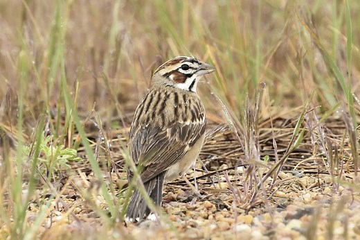 23 Species Of Sparrows In North Carolina (ID And Song Guide)