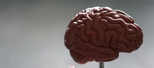 Brain-based Learning in Speech Therapy