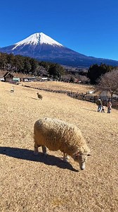 Japan 4K Fuji on Reels