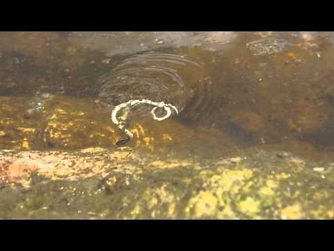 Giant water bug attacks and kills a snake