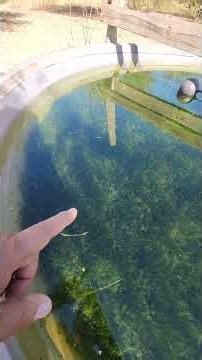 Water trough full of Hornwort #farming #farmlife #ranch #duck #foryou #agriculture #nature #new