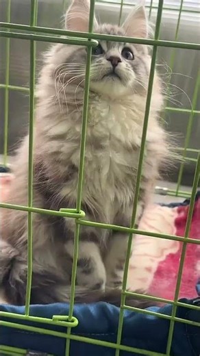 Giant Majestic Lion? 🦁 POV: Finding a Massive Maine Coon at the Market!