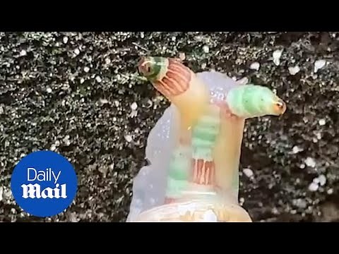 Hiker in Taiwan baffled by a bizarre translucent snail