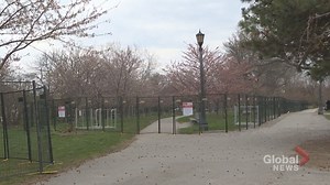 City of Toronto installs fencing around Trinity Bellwoods cherry blossoms