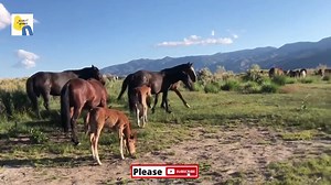 Wild Horses In The US Where You Can See This video is about horse breeding. This video is uploaded purely for educational and informational purposes for veterinarians students. Best horse video for farmers who want to get good breed. 😆Watch more of Educational Informational Equestrian Professional Academy Videos. -------------------------------------------------------------------------------------------------------- 🔔Subscribe to our channel Secret Animals - Equestrian Professional Academy!!! 
