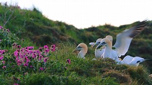 108K views · 3.4K reactions | Gannets are returning to RSPB Bempton...