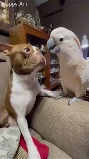 The Cutest Cats and Dogs Compilation