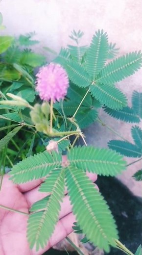 Touch-me-not plant/sensitive plant (mimosa pudica) leaves in action |