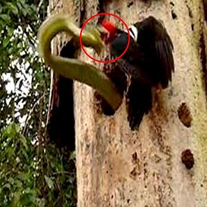 The battle between snakes and birds #AmazingAnimals #Animals #WorldAnimalDay Join us to get more information: Amazing Animals | Animals Kingdom