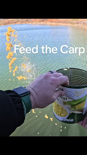 The carp madness is starting