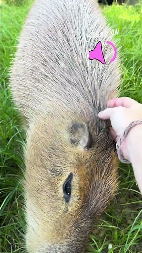 Did You Know Capybaras Make Sounds?