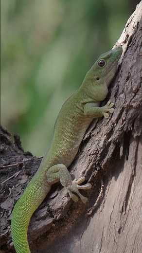 The Jewel of Madagascar: Koch’s Giant Day Gecko in the Wild