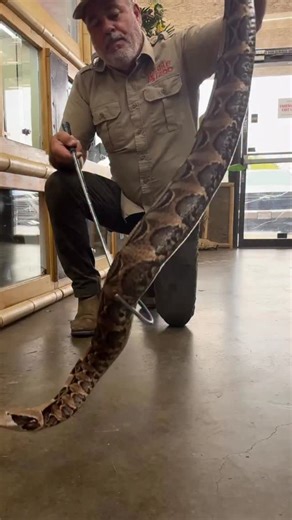 23K views · 4.2K reactions | Holding a Gaboon Viper This snake has...