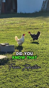 298K views · 1K reactions | Peanut allergy 樂 #fact #uselessfacts #peanuts #allergy #car #speed #haha #dadjokes #chickens #chickensofinstagram #geese #geeseofinstagram #goose #comedy #funnyanimals #featheryfinetime #motherclucker #farmjokester | Michael Salerno | Facebook